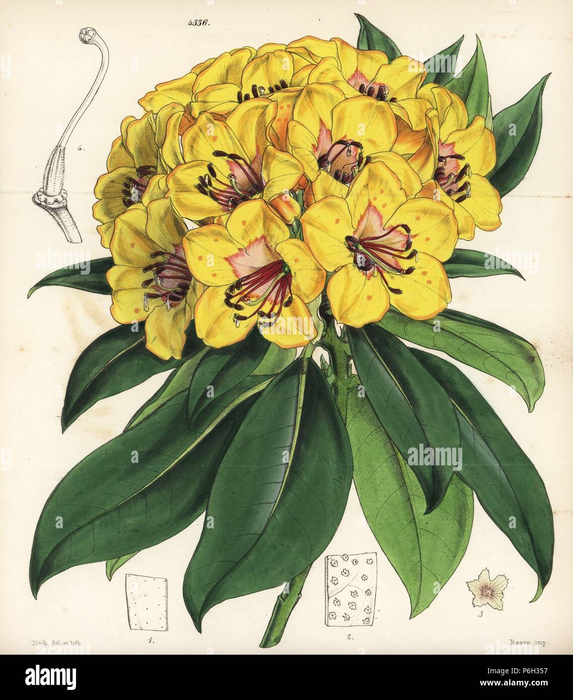 Javanese rhododendron, Rhododendron javanicum. Handcoloured botanical illustration drawn and lithographed by Walter Fitch from Sir William Jackson Hooker's 'Curtis's Botanical Magazine,' London, 1847. Stock Photo