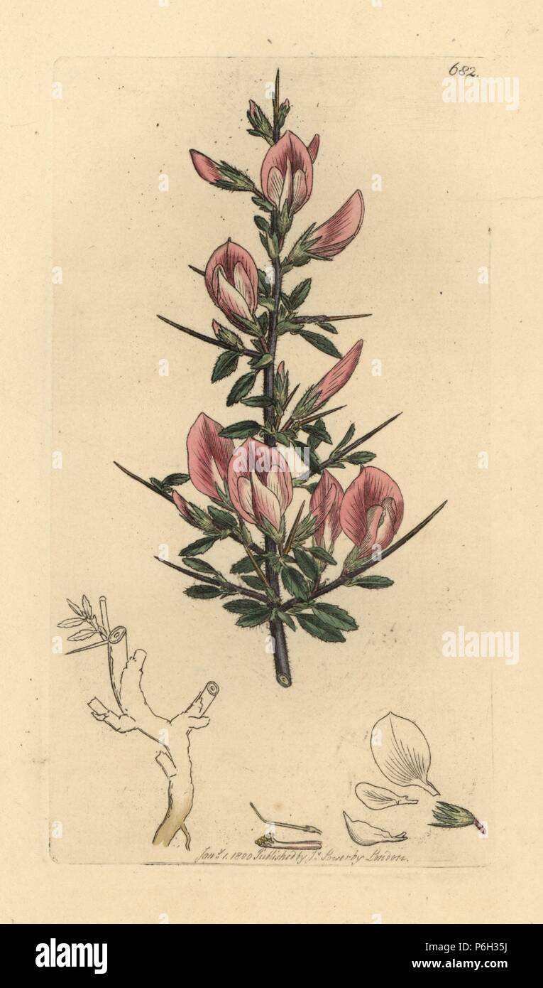 Spiny restharrow, Ononis spinosa subsp. hircina (Rest harrow, Ononis arvensis). Handcoloured copperplate engraving after a drawing by James Sowerby for James Smith's English Botany, 1800. Stock Photo