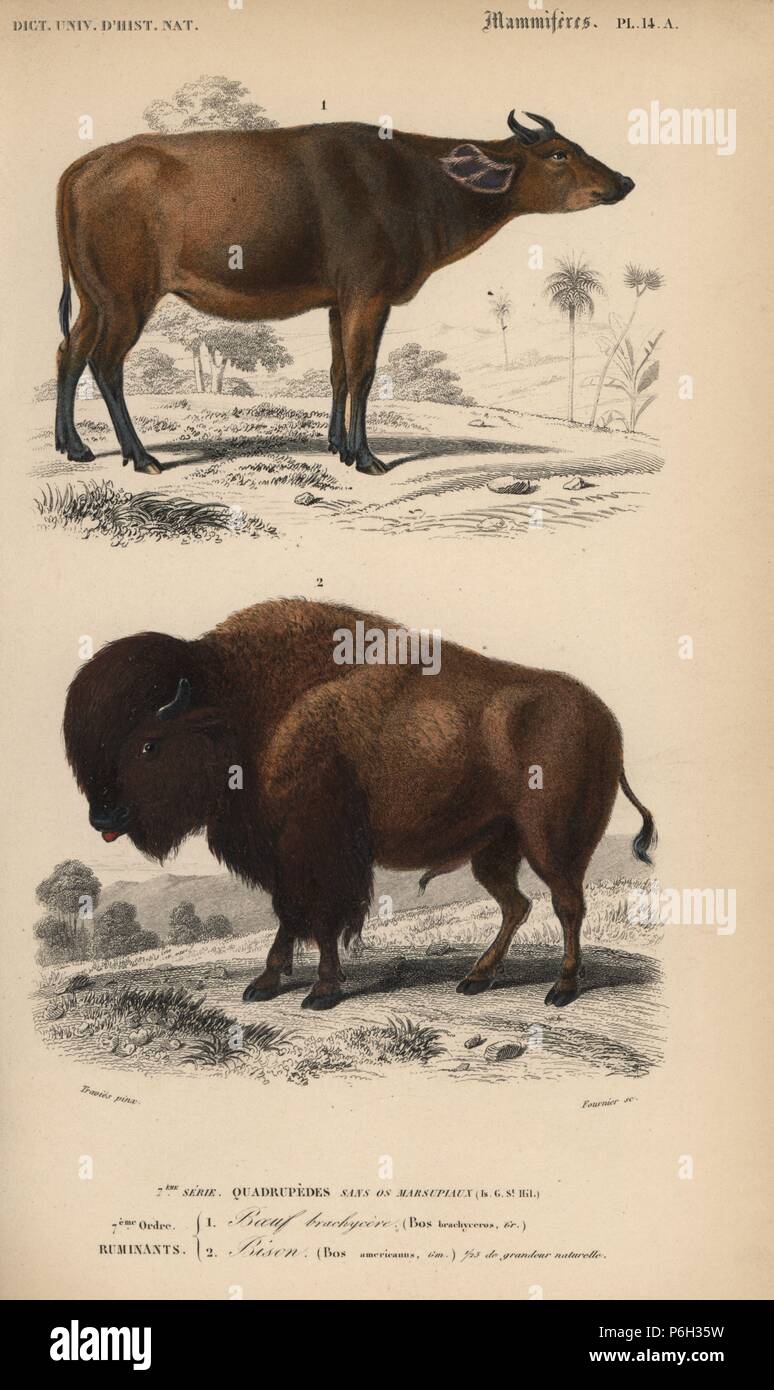 American buffalo or bison, Bison bison, and domesticated cattle, Bos  taurus. Handcoloured engraving by Fournier after an illustration by Edouard  Travies from Charles d'Orbigny's Dictionnaire Universel d'Histoire  Naturelle (Dictionary of Natural History),
