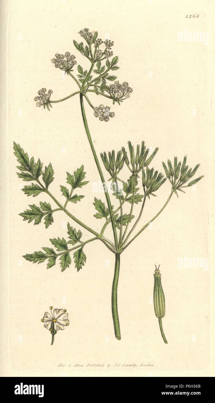 Garden chervil, Anthriscus cerefolium (Scandix cerefolium). Handcoloured copperplate engraving from a drawing by James Sowerby for Smith's English Botany, London, 1804. Stock Photo
