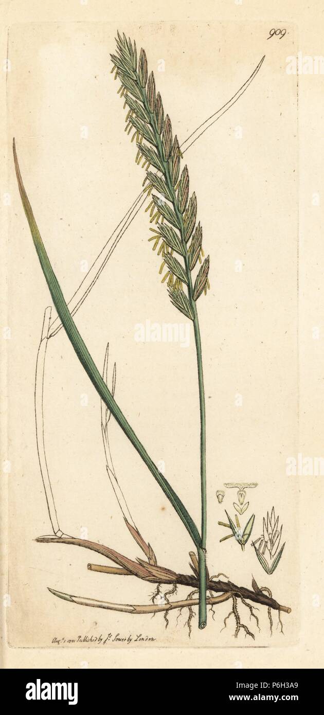 Creeping wheat-grass or couch grass, Triticum repens. Handcoloured copperplate engraving after a drawing by James Sowerby for James Smith's English Botany, 1801. Stock Photo