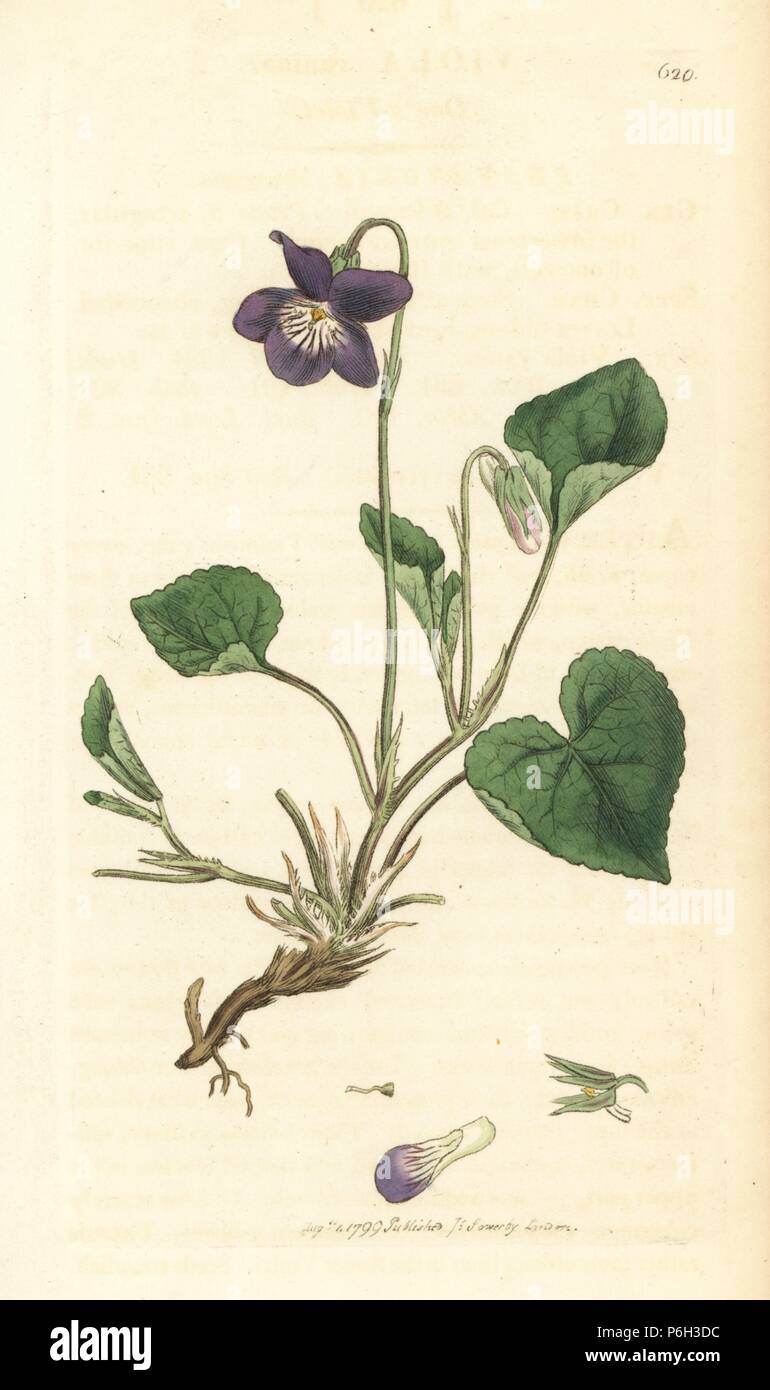 Heath dog violet, Viola canina. Handcoloured copperplate engraving after a drawing by James Sowerby for James Smith's English Botany, 1799. Stock Photo