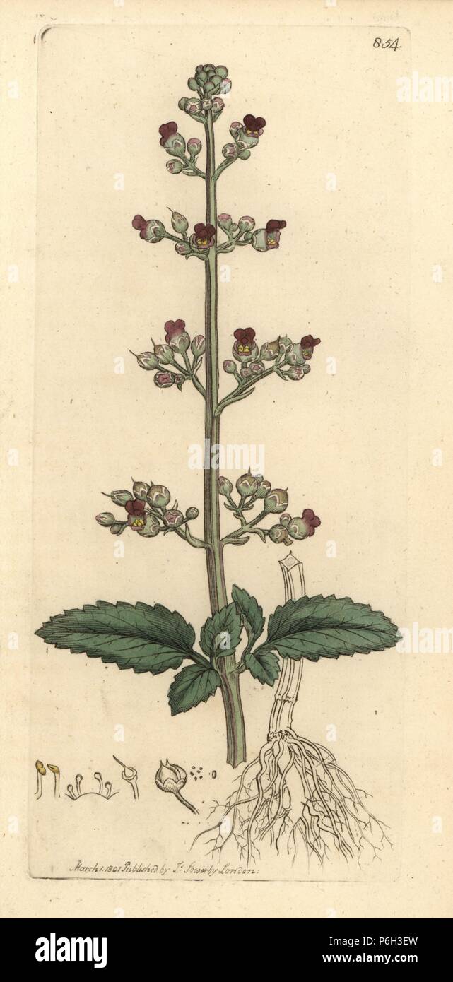Water figwort, Scrophularia umbrosa (Scrophularia aquatica). Handcoloured copperplate engraving after a drawing by James Sowerby for James Smith's English Botany, 1801. Stock Photo