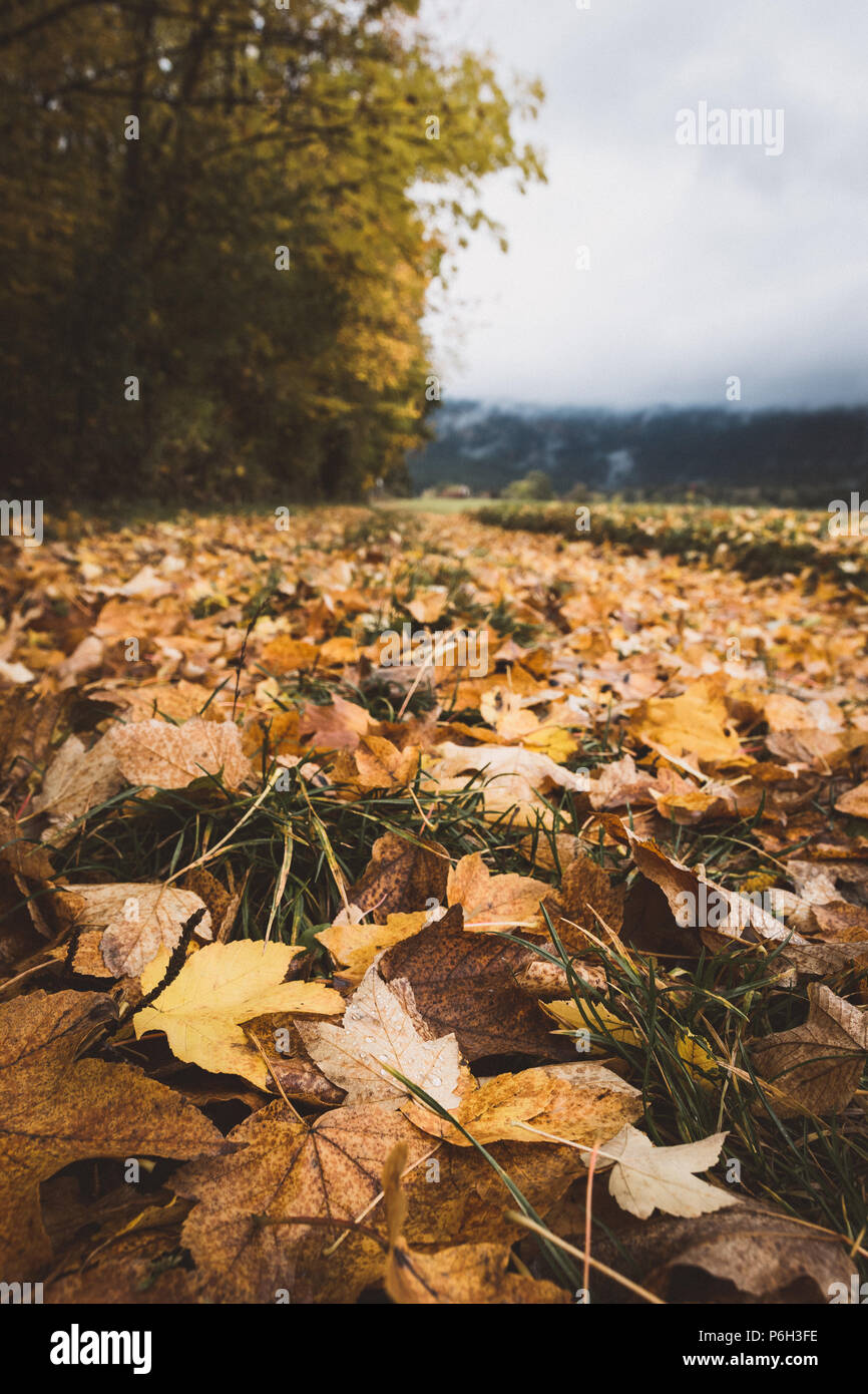 Leaves in the autumn in front of and mountains with fog in the ...