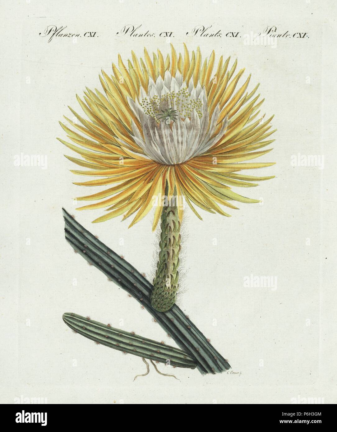 Nightblooming cereus, Selenicereus grandiflorus (Cactus grandiflora). Engraved by C. Ermer after Candolle and Redoute, 'Plantarum Historia Succulentarum.' Handcoloured copperplate engraving from Bertuch's 'Bilderbuch fur Kinder' (Picture Book for Children), Weimar, 1807. Friedrich Johann Bertuch (1747-1822) was a German publisher and man of arts most famous for his 12-volume encyclopedia for children illustrated with 1,200 engraved plates on natural history, science, costume, mythology, etc., published from 1790-1830. Stock Photo