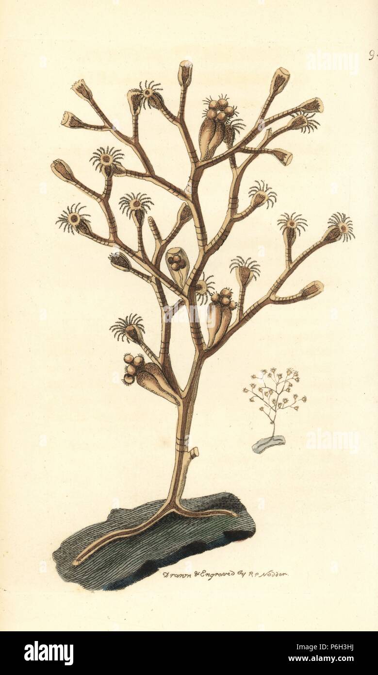 Gonothyraea loveni polyp (Contorted sertularia, Sertularia contorta). Illustration drawn and engraved by Richard Polydore Nodder. Handcoloured copperplate engraving from George Shaw and Frederick Nodder's 'The Naturalist's Miscellany,' London, 1810. Stock Photo