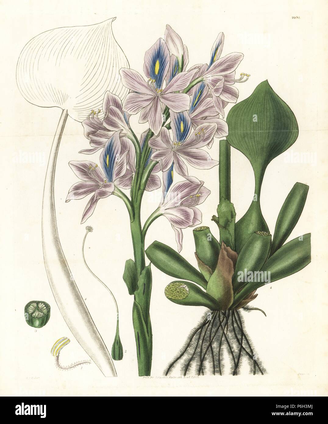Anchored water hyacinth, Eichhornia azurea (Large-flowered pontederia, Pontederia azurea). Handcoloured copperplate engraving by Swan after an illustration by William Jackson Hooker from Samuel Curtis's 'Botanical Magazine,' London, 1829. Stock Photo
