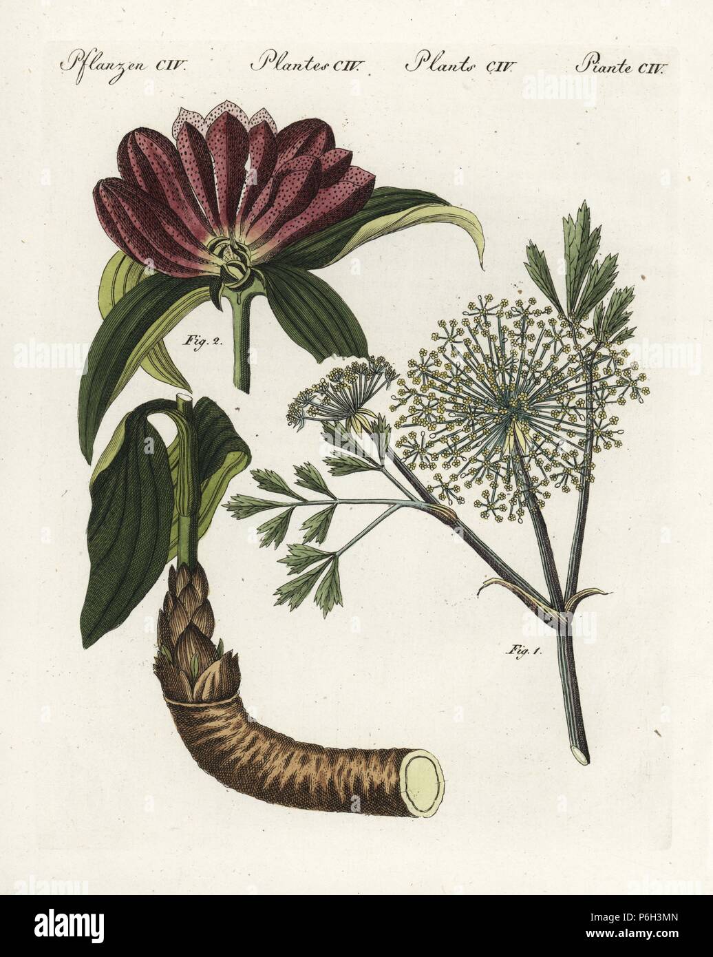 Galbanum, Ferula galbanum 1, and Hungarian gentian, Gentiana pannonica, near threatened 2. Handcoloured copperplate engraving from Bertuch's 'Bilderbuch fur Kinder' (Picture Book for Children), Weimar, 1805. Friedrich Johann Bertuch (1747-1822) was a German publisher and man of arts most famous for his 12-volume encyclopedia for children illustrated with 1,200 engraved plates on natural history, science, costume, mythology, etc., published from 1790-1830. Stock Photo