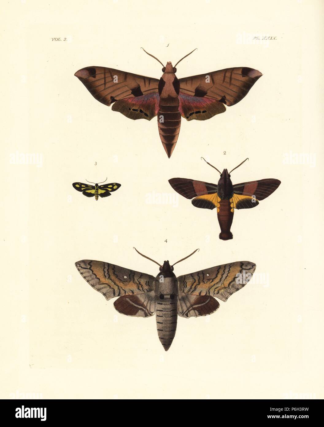 Achemon sphinx, Eumorpha achemon 1, Macroglossum passalus 2, Glaucopis? pulchra 3, and Manduca brontes 4. Handcoloured lithograph from John O. Westwood's new edition of Dru Drury's 'Illustrations of Exotic Entomology,' Bohn, London, 1837. Stock Photo