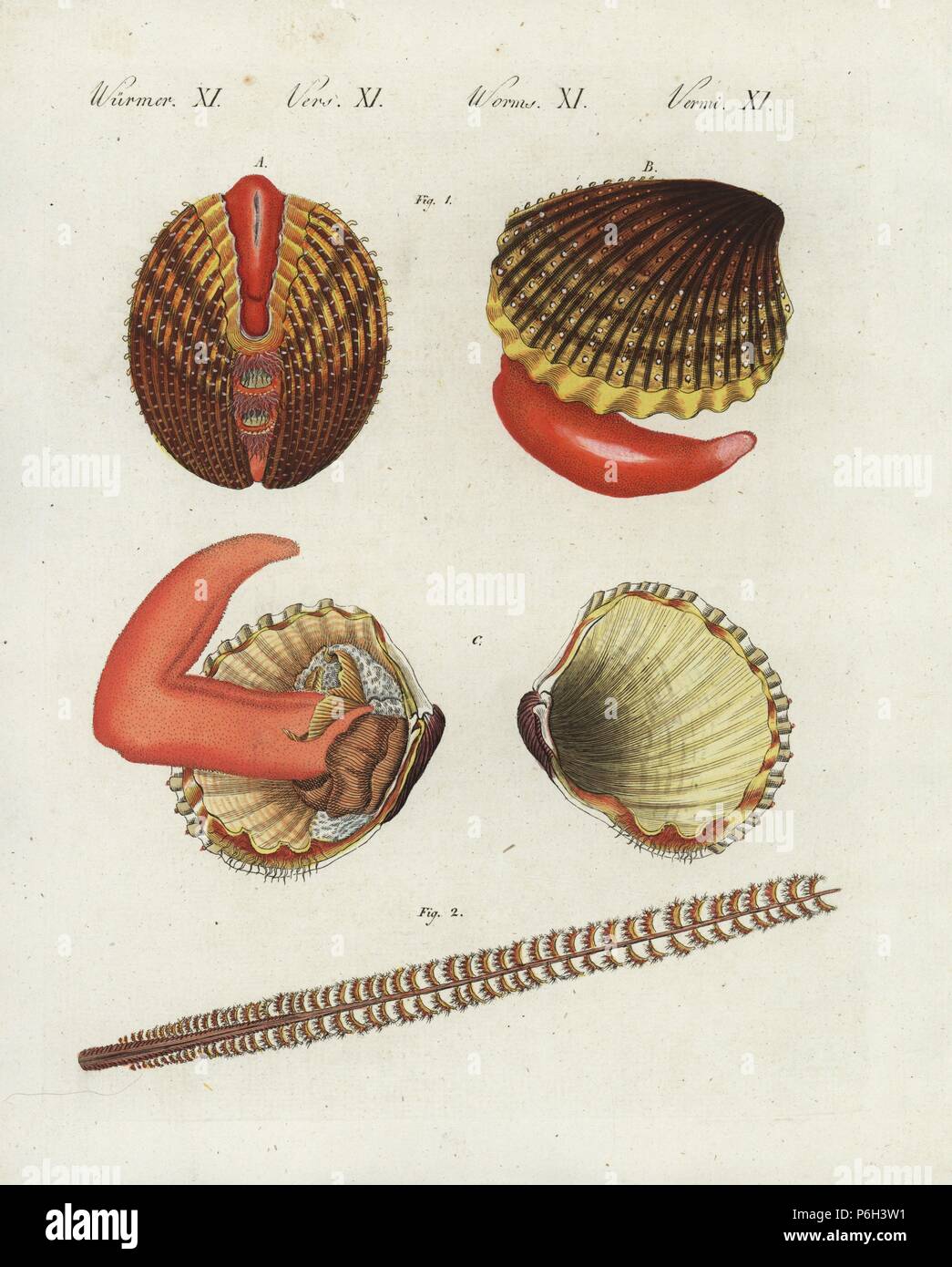 Prickly cockle, Acanthocardia echinata (Cardium echinatum) 1, and slender sea pen, Virgularia mirabilis (Pennatula mirabilis) 2. Closed clam A, with foot extended B, fully open showing anatomy C. Handcoloured copperplate engraving from Bertuch's 'Bilderbuch fur Kinder' (Picture Book for Children), Weimar, 1807. Friedrich Johann Bertuch (1747-1822) was a German publisher and man of arts most famous for his 12-volume encyclopedia for children illustrated with 1,200 engraved plates on natural history, science, costume, mythology, etc., published from 1790-1830. Stock Photo