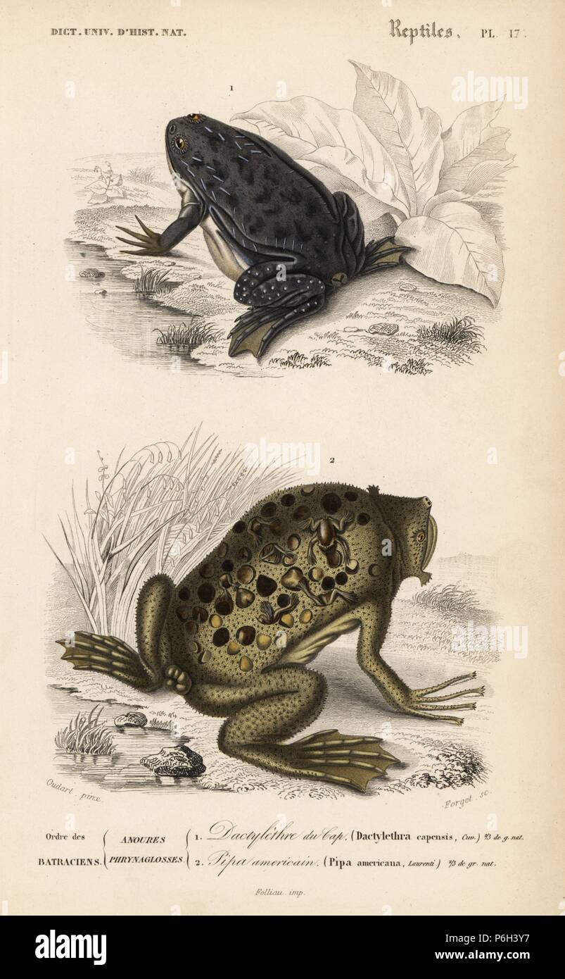 African clawed frog, Xenopus laevis 1, and Surinam toad, Pipa pipa 2. Handcolored engraving by Forget after an illustration by Oudart from Charles d'Orbigny's 'Dictionnaire Universel d'Histoire Naturelle' (Universal Dictionary of Natural History), Paris, 1849. Stock Photo