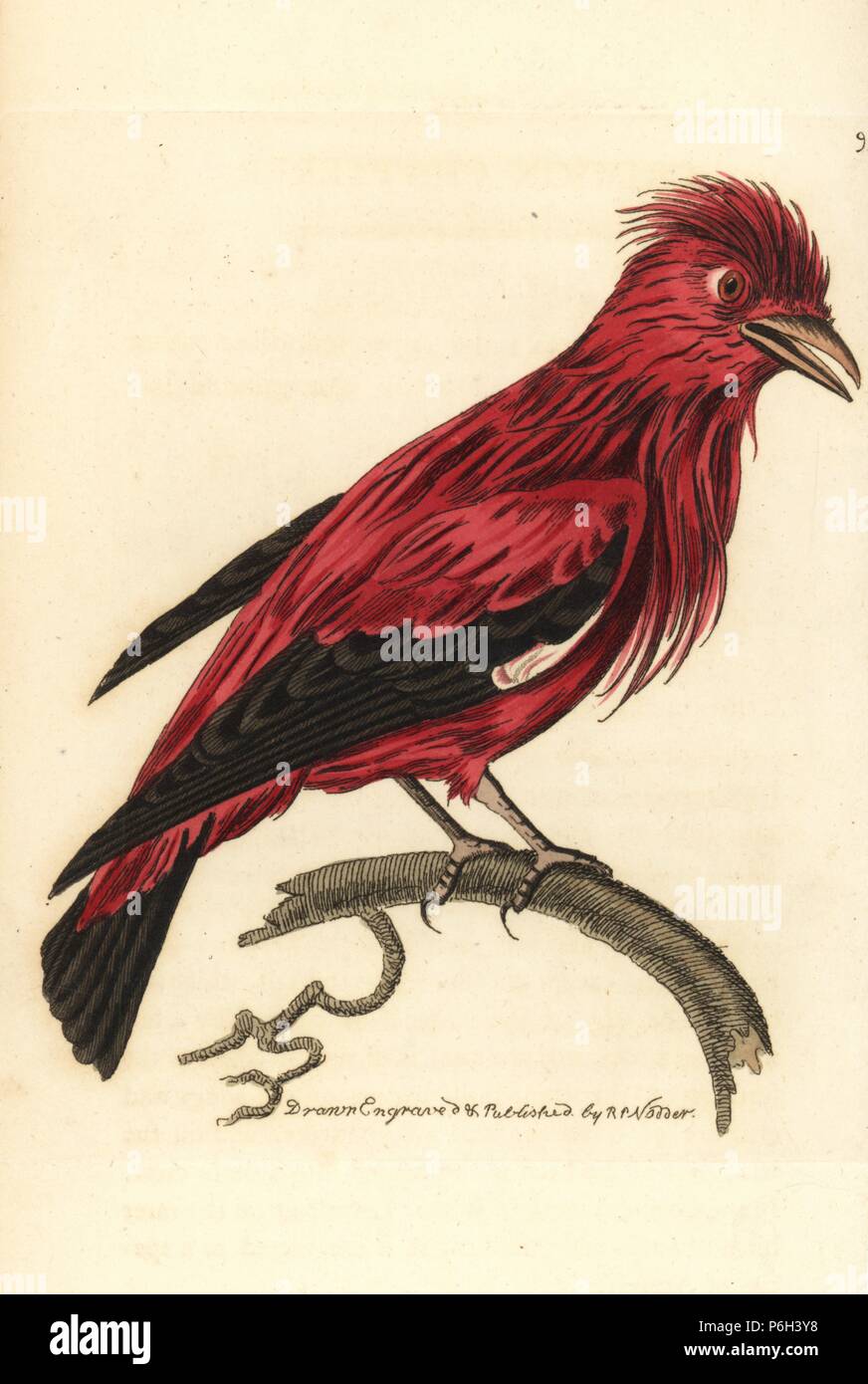 Crimson fruitcrow, Haematoderus militaris (Crimson chatterer, Ampelis phoenicea). Illustration drawn and engraved by Richard Polydore Nodder. Handcoloured copperplate engraving from George Shaw and Frederick Nodder's "The Naturalist's Miscellany," London, 1810. Stock Photo