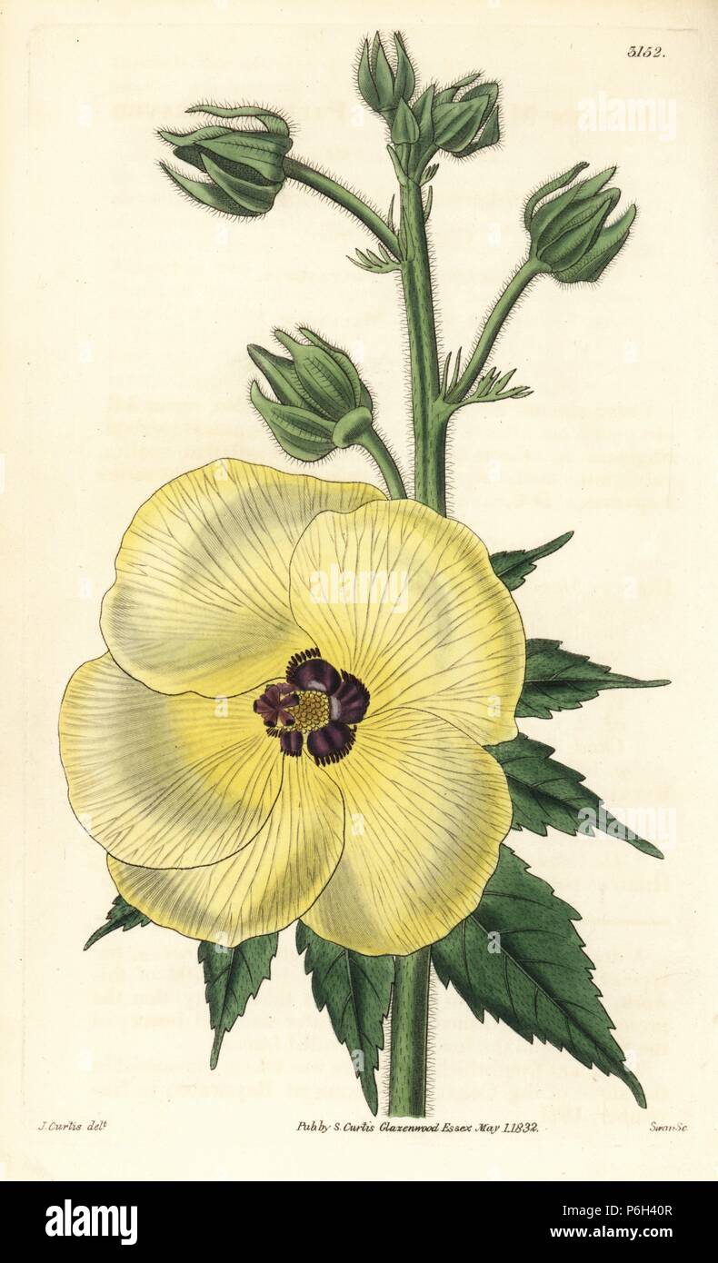Aibika, Abelmoschus manihot (Palmated leaved hibiscus, Hibiscus manihot). Handcoloured copperplate engraving by Swan after an illustration by J. Curtis from Samuel Curtis' 'Botanical Magazine,' London, 1832. Stock Photo