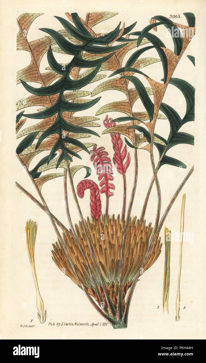 Nerved-leaved dryandra, Dryandra nervosa. Handcoloured copperplate engraving by Swan after an illustration by William Jackson Hooker from Samuel Curtis's 'Botanical Magazine,' London, 1831. Stock Photo