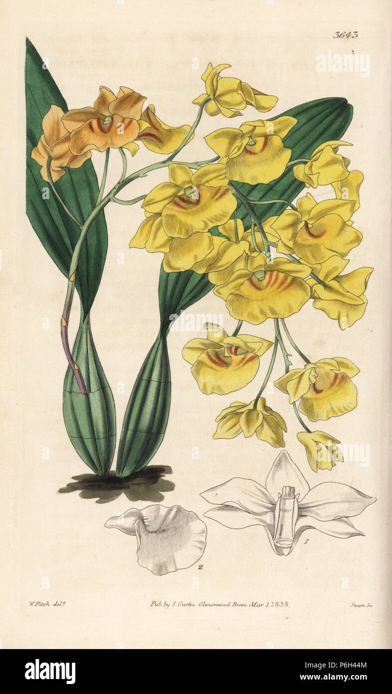 Dendrobium lindleyi orchid (Close flowered dendrobium orchid, Dendrobium aggregatum). Handcoloured copperplate engraving after a botanical illustration by Walter Fitch from William Jackson Hooker's Botanical Magazine, London, 1838. Stock Photo