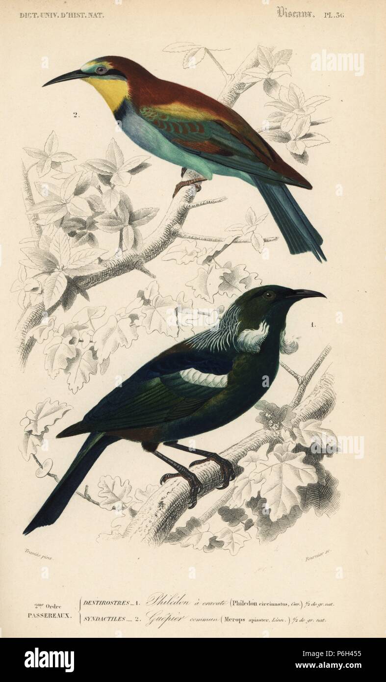 New Zealand tui bird, Prosthemadera novaeseelandiae, and European bee eater, Merops apiaster. Handcoloured engraving by Fournier after an illustration by Edouard Travies from Charles d'Orbigny's Dictionnaire Universel d'Histoire Naturelle (Dictionary of Natural History), Paris, 1849. Stock Photo