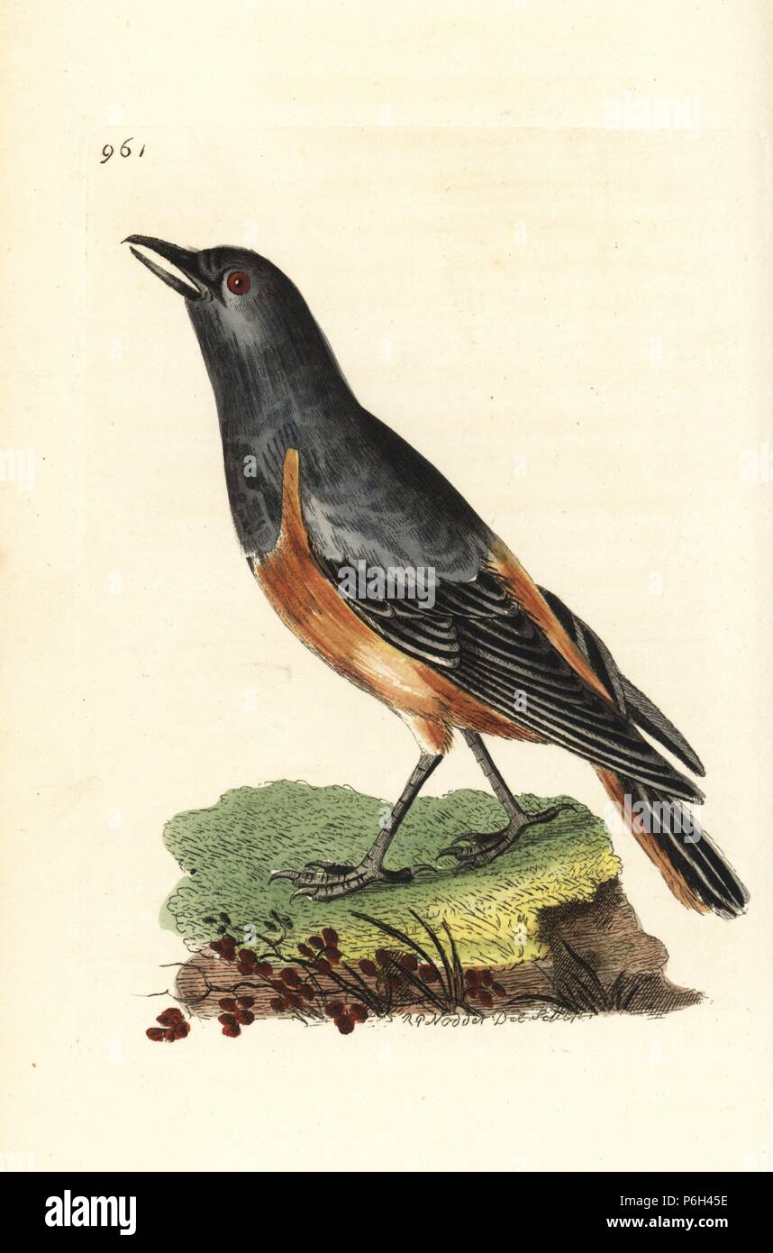 Sentinel rock thrush, Monticola explorator (Watchful thrush, Turdus perspicax). Illustration drawn and engraved by Richard Polydore Nodder. Handcoloured copperplate engraving from George Shaw and Frederick Nodder's 'The Naturalist's Miscellany,' London, 1810. Stock Photo