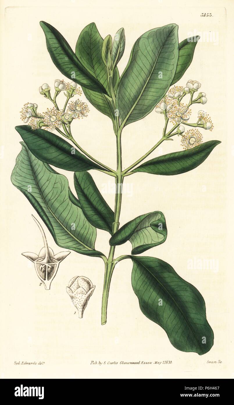 Bay rum tree, Pimenta racemosa (wild clove tree, Myrcia acris), native to the Caribbean. Handcoloured copperplate engraving by Swan after an illustration by Sydenham Edwards from Samuel Curtis' 'Botanical Magazine,' London, 1832. Stock Photo