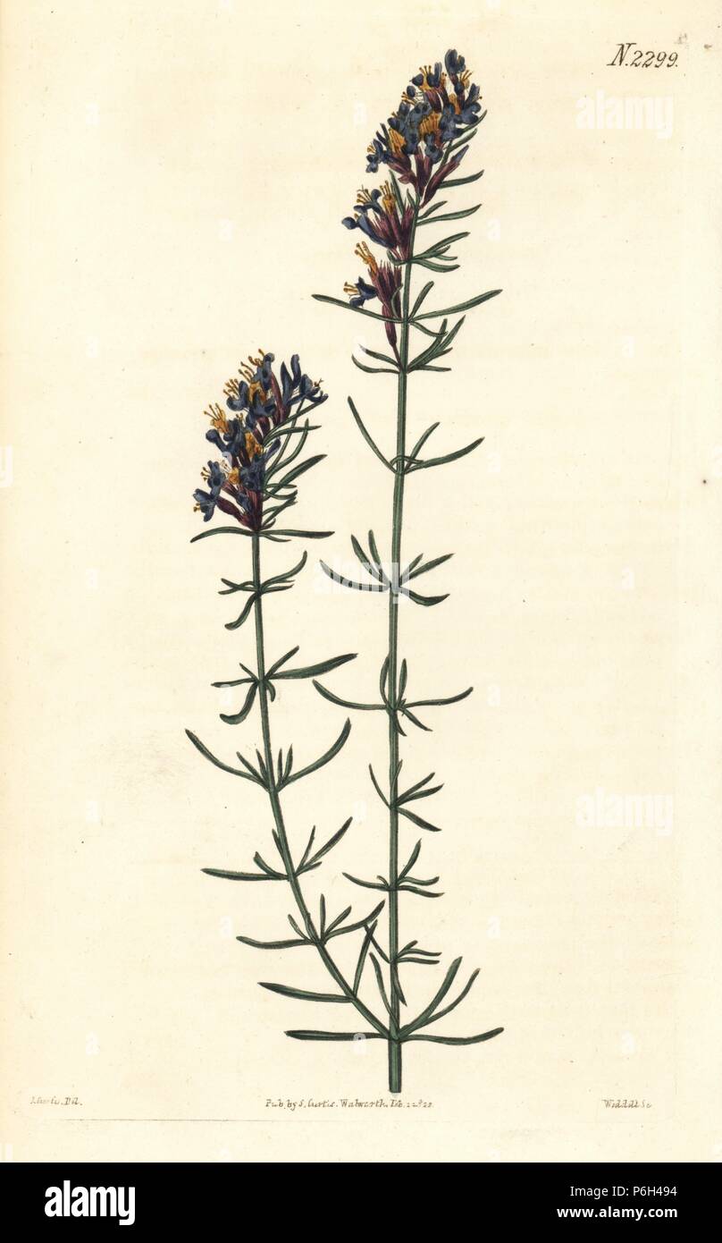 Hyssop, Hyssopus officinalis (Oriental hyssop, Hyssopus orientalis). Handcoloured copperplate engraving by Weddell after an illustration by John Curtis from Samuel Curtis's 'Botanical Magazine,' London, 1822. Stock Photo