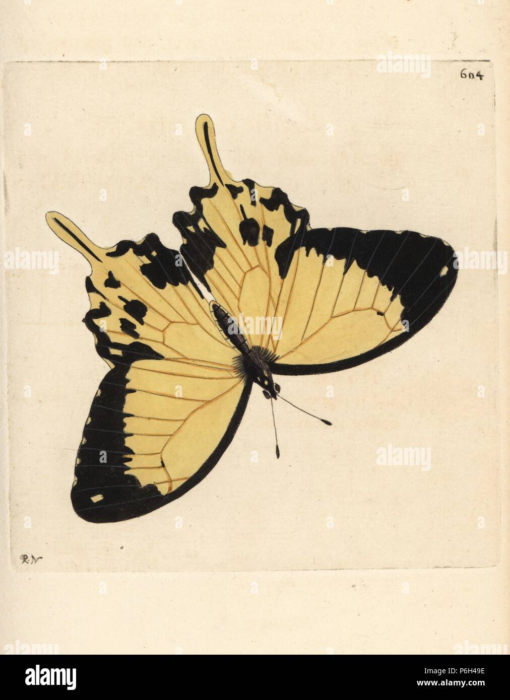 African swallowtail, Papilio dardanus (Merope butterfly, Papilio merope). Illustration drawn and engraved by Richard Polydore Nodder. Handcoloured copperplate engraving from George Shaw and Frederick Nodder's The Naturalist's Miscellany, London, 1803. Stock Photo