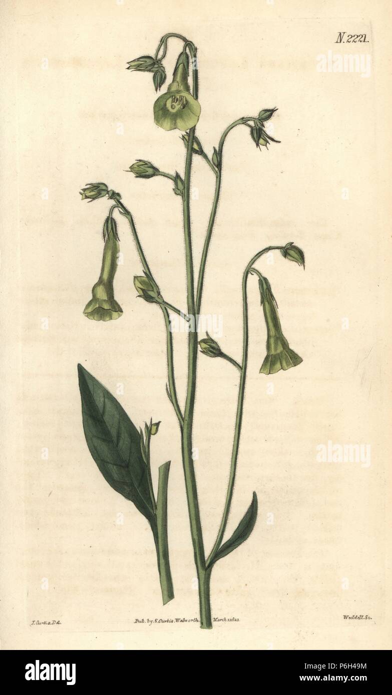Langsdorff's tobacco, Nicotiana langsdorffii. Handcoloured copperplate engraving by Weddell after a drawing by John Curtis for Samuel Curtis' continuation of William Curtis' Botanical Magazine, London, 1822. Stock Photo