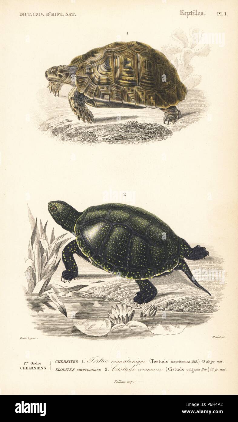 Mediterranean spur-thighed tortoise, Testudo graeca, vulnerable, and Japanese pond turtle, Mauremys japonica, near threatened. Handcolored engraving by Oudet after an illustration by Oudart from Charles d'Orbigny's 'Dictionnaire Universel d'Histoire Naturelle' (Universal Dictionary of Natural History), Paris, 1849. Stock Photo