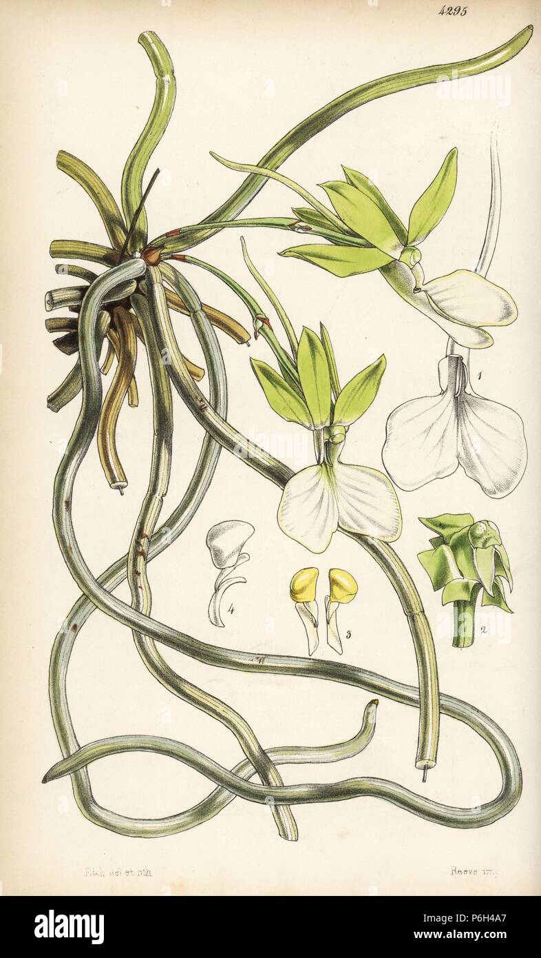 Corded ghost orchid, Dendrophylax funalis (Cordlike angraecum, Angraecum funale). Handcoloured botanical illustration drawn and lithographed by Walter Fitch from Sir William Jackson Hooker's 'Curtis's Botanical Magazine,' London, 1847. Stock Photo