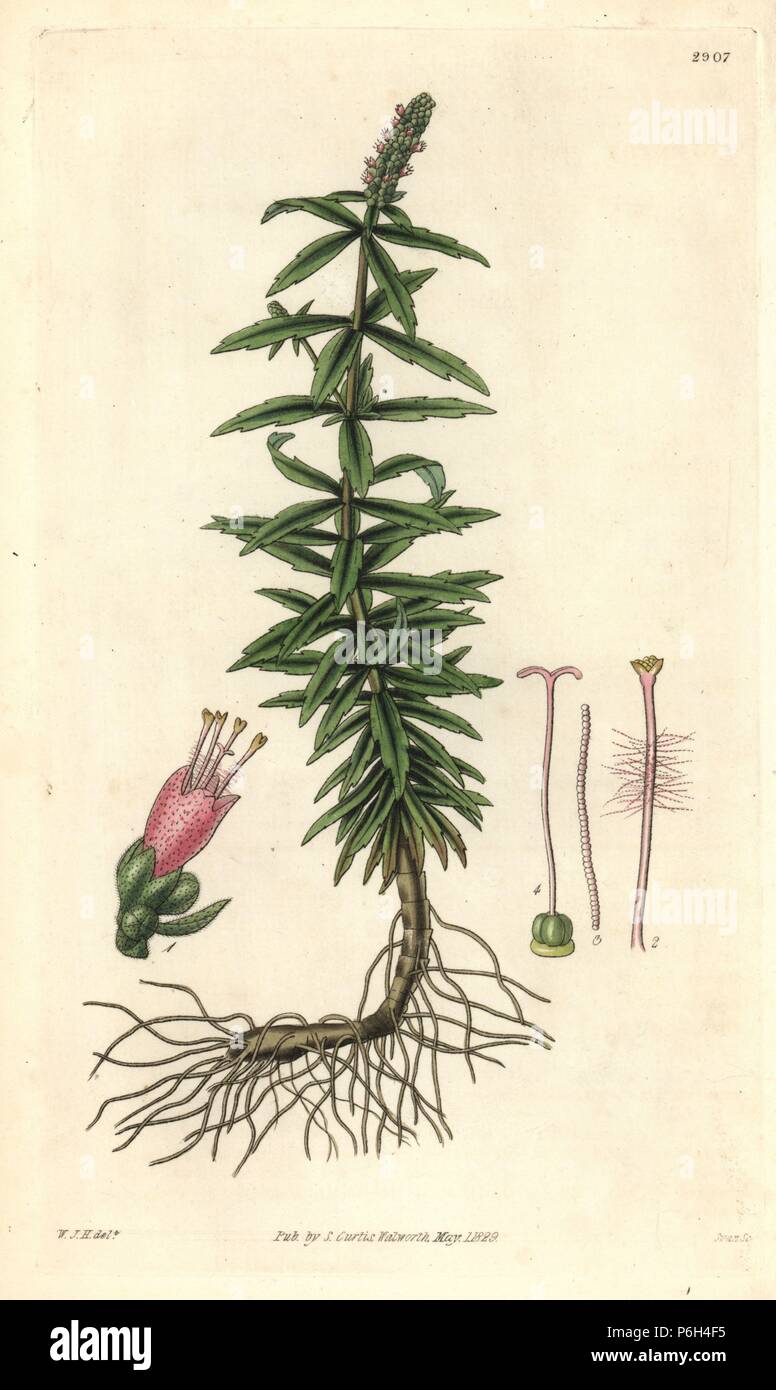 Pogostemon crassicaulis (Whorled mint, Mentha verticillata). Handcoloured copperplate engraving by Swan after an illustration by William Jackson Hooker from Samuel Curtis's 'Botanical Magazine,' London, 1829. Stock Photo
