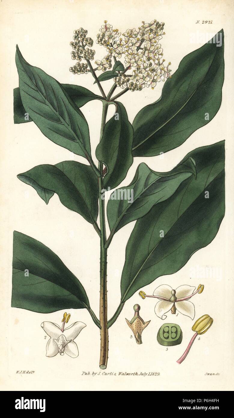 Black ironwood, Olea capensis (Nepal privet glabrous var., Ligustrum nepalense glabrum). Native to Africa. Handcoloured copperplate engraving by Swan after an illustration by William Jackson Hooker from Samuel Curtis's 'Botanical Magazine,' London, 1829. Stock Photo