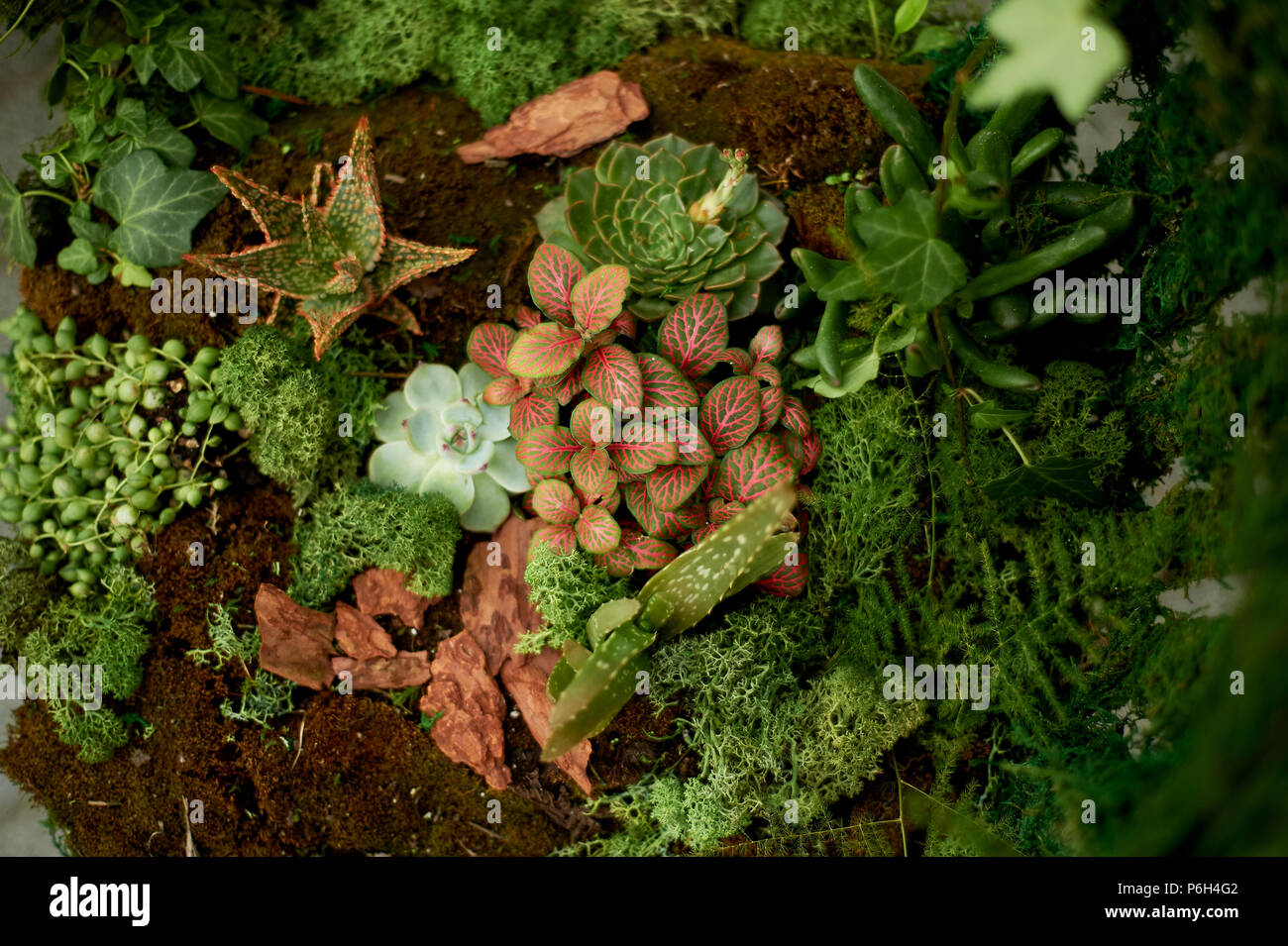 Ground cover plants grass hi-res stock photography and images - Alamy