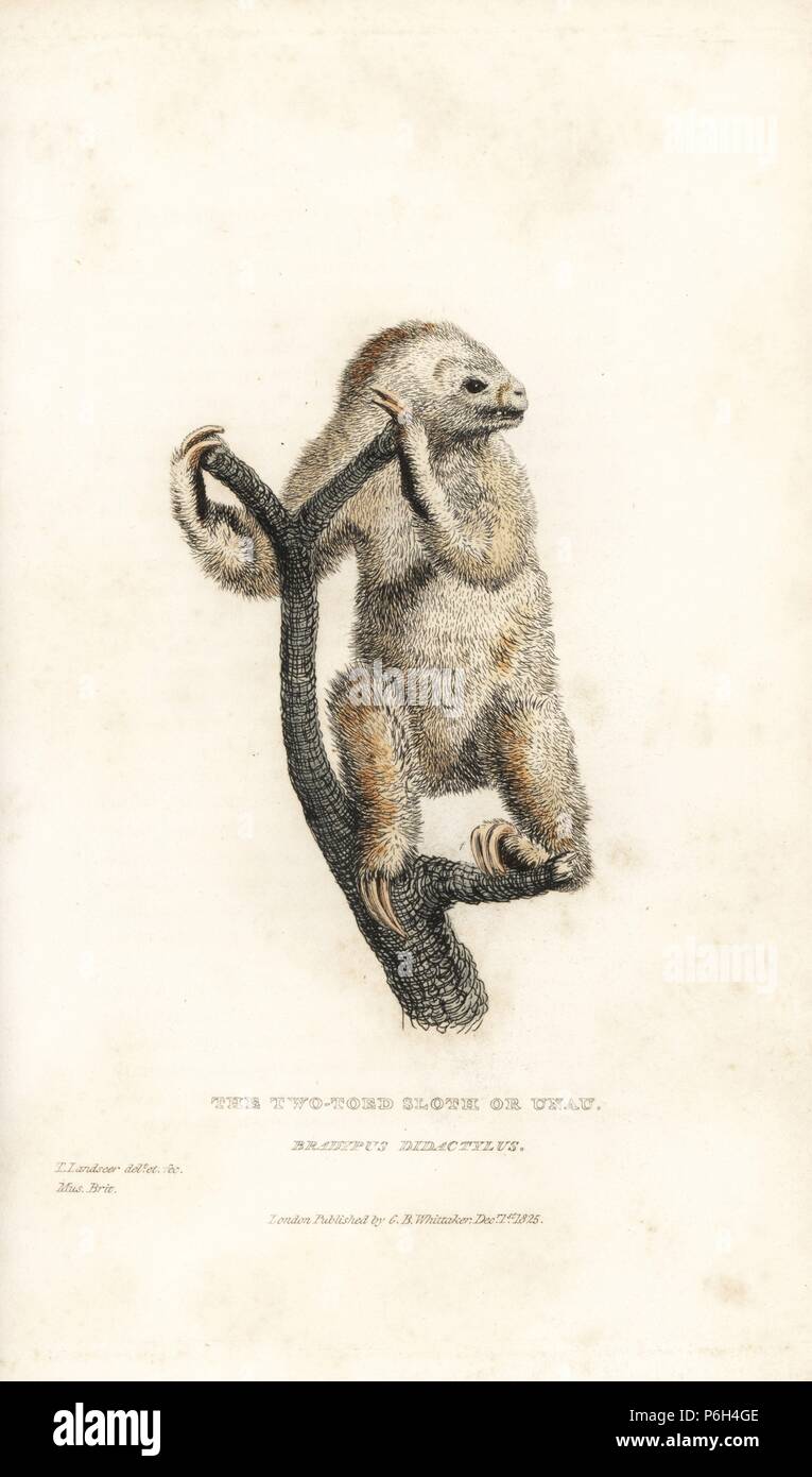 Linnaeus's two-toed sloth, Choloepus didactylus (Two-toed sloth or unau, Bradypus didactylus). Illustration drawn and engraved by Thomas Landseer from a specimen in the British Museum. Handcoloured copperplate engraving from Edward Griffith's The Animal Kingdom by the Baron Cuvier, London, Whittaker, 1825. Stock Photo