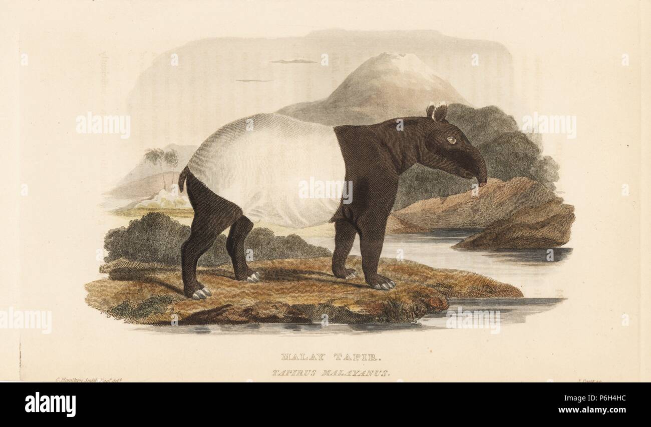 Malayan tapir, Tapirus indicus. Endangered. (Malay tapir, Tapirus malayanus). Illustration by Charles Hamilton Smith, engraved by J. Scott. Handcoloured copperplate engraving from Edward Griffith's The Animal Kingdom by the Baron Cuvier, London, Whittaker, 1825. Stock Photo