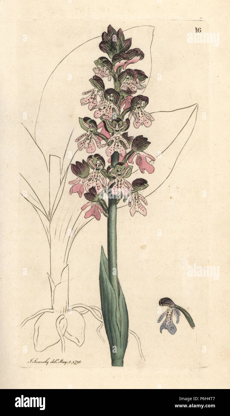 Military orchis, Orchis militaris. Handcoloured copperplate engraving after an illustration by James Sowerby from James Smith's English Botany, London, 1791. Stock Photo