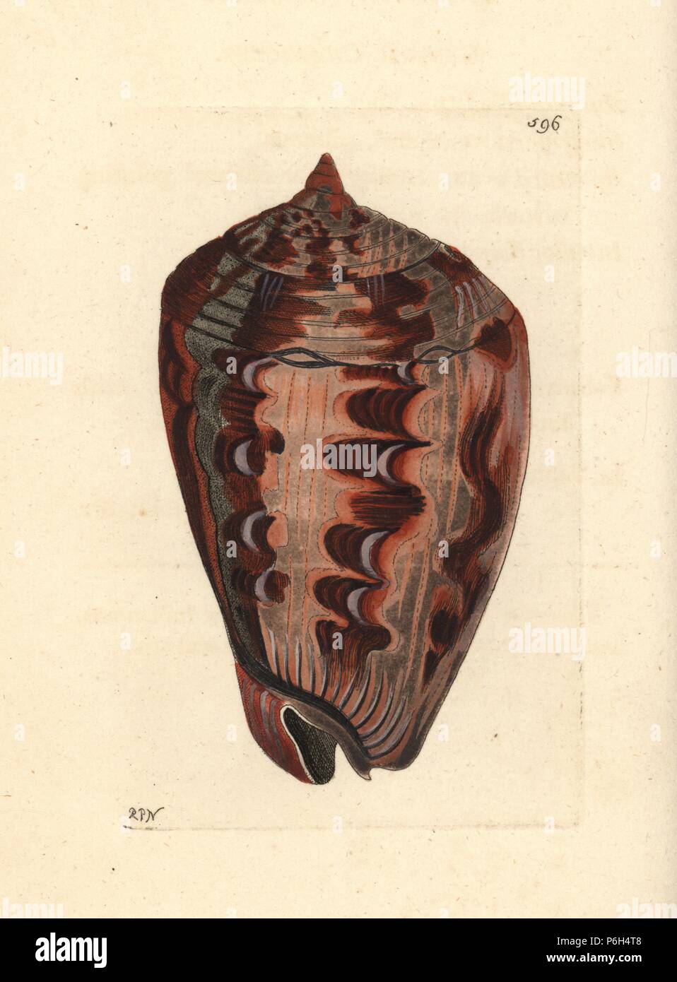 Shielded dogwhelk, Nassarius arcularia plicatus (Marbled buccinum, Buccinum rumphii). Illustration drawn and engraved by Richard Polydore Nodder. Handcoloured copperplate engraving from George Shaw and Frederick Nodder's The Naturalist's Miscellany, London, 1803. Stock Photo