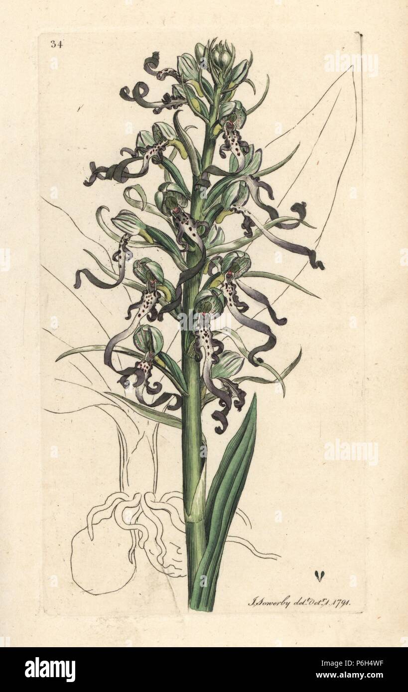 Lizard orchid, Himantoglossum hircinum (Lizard satyrion or ochis, Satyrium hircinum). Handcoloured copperplate engraving after an illustration by James Sowerby from James Smith's English Botany, London, 1791. Stock Photo