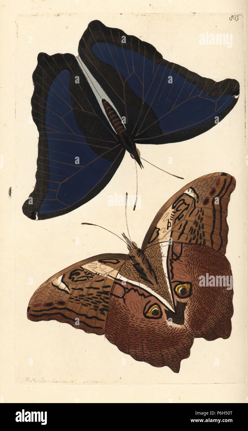 Automedon giant owl butterfly, Eryphanis automedon (Automedon, Papilio automedon). Illustration drawn and engraved by Richard Polydore Nodder. Handcoloured copperplate engraving from George Shaw and Frederick Nodder's The Naturalist's Miscellany, London, 1806. Stock Photo