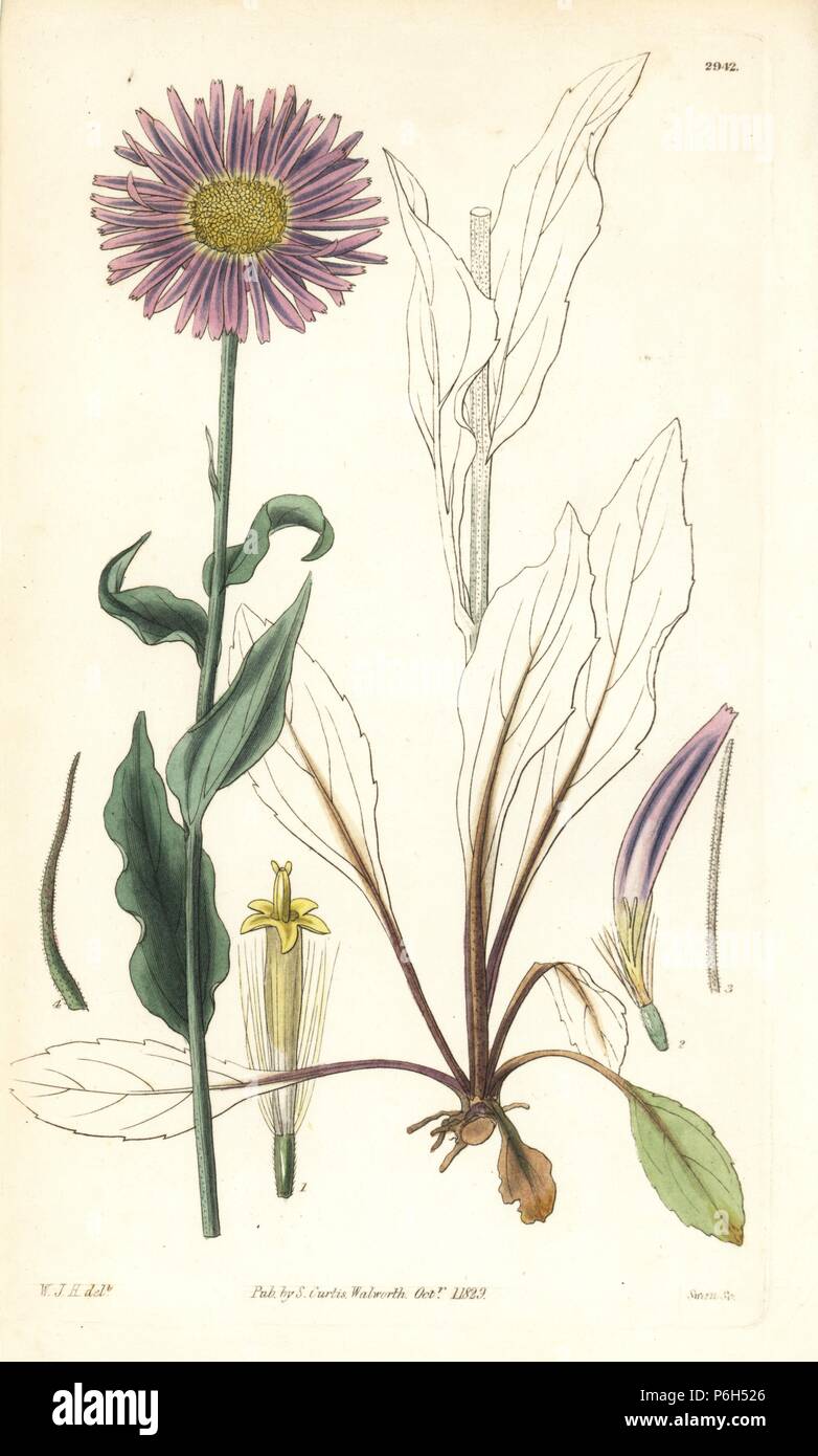 Botanical illustration fleabane hi-res stock photography and images - Alamy