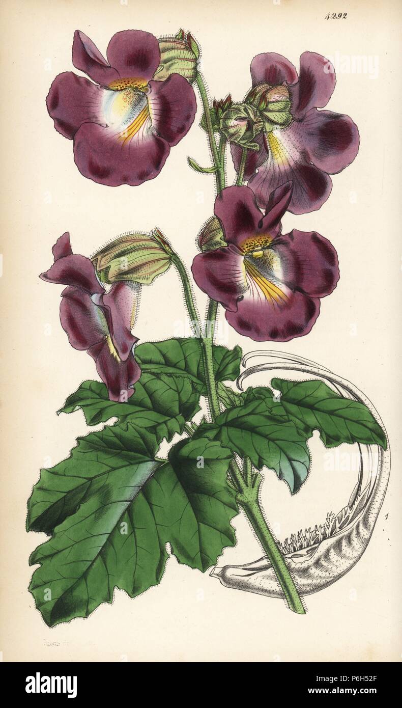 Sweet unicorn plant, Proboscidea fragrans (Fragrant martynia, Martynia fragrans). Handcoloured botanical illustration drawn and lithographed by Walter Fitch from Sir William Jackson Hooker's 'Curtis's Botanical Magazine,' London, 1847. Stock Photo