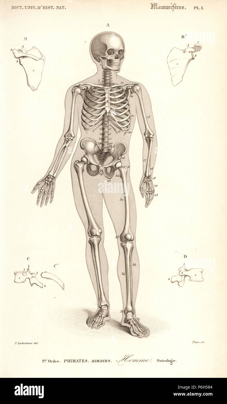 Human skeleton. Engraving by Picart after an illustration by P. Lackerbauer from Charles d'Orbigny's Dictionnaire Universel d'Histoire Naturelle (Dictionary of Natural History), Paris, 1849. Stock Photo