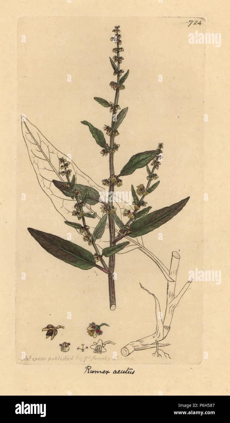 Sharp dock, Rumex conglomeratus (Rumex acutus). Handcoloured copperplate engraving after a drawing by James Sowerby for James Smith's English Botany, 1800. Stock Photo