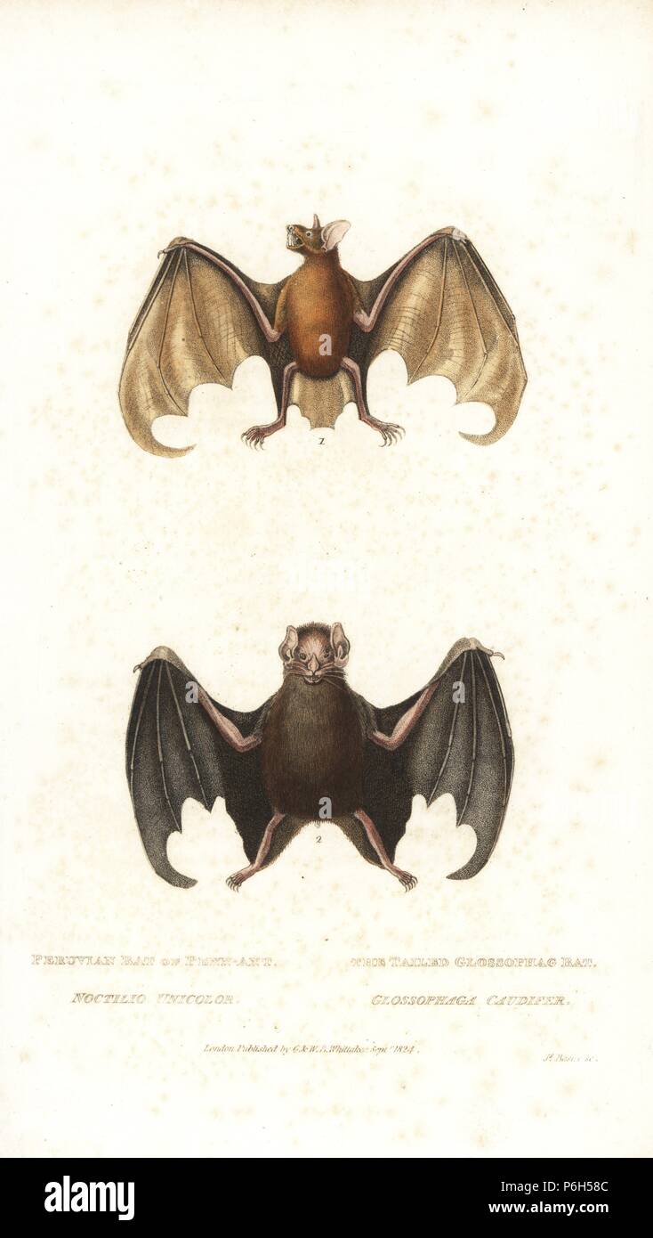 Greater bulldog bat or fisherman bat, Noctilio leporinus unicolor, and tailed tailless bat, Anoura caudifer. (Peruvian bat, Noctilio unicolor, and tailed glossophag bat, Glossophaga caudifer). Handcoloured copperplate engraving by James Basire from Edward Griffith's The Animal Kingdom by the Baron Cuvier, London, Whittaker, 1824. Stock Photo