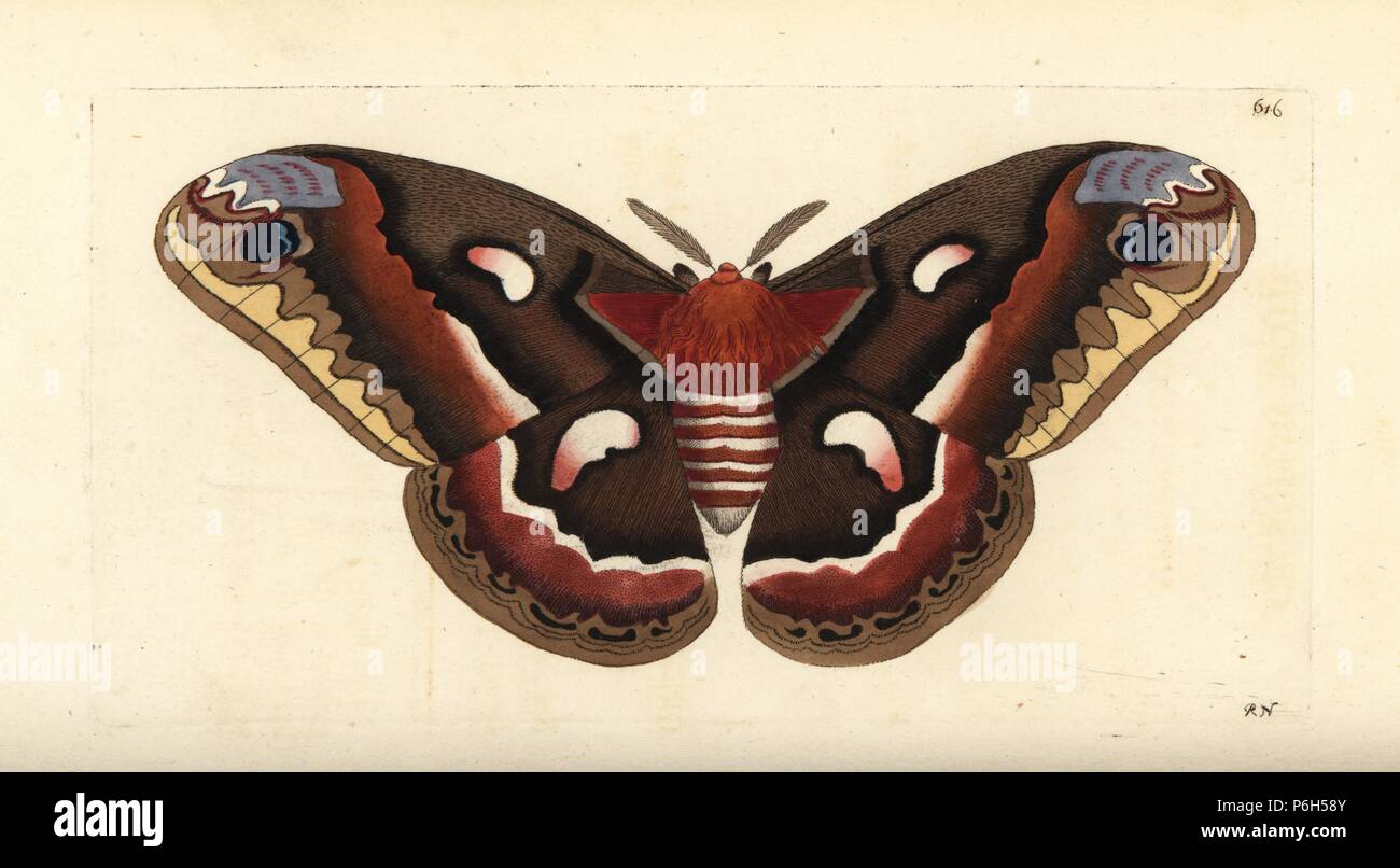 Cecropia moth, Hyalophora cecropia (Cecropian moth, Phalaena cecropia). Illustration drawn and engraved by Richard Polydore Nodder. Handcoloured copperplate engraving from George Shaw and Frederick Nodder's The Naturalist's Miscellany, London, 1803. Stock Photo