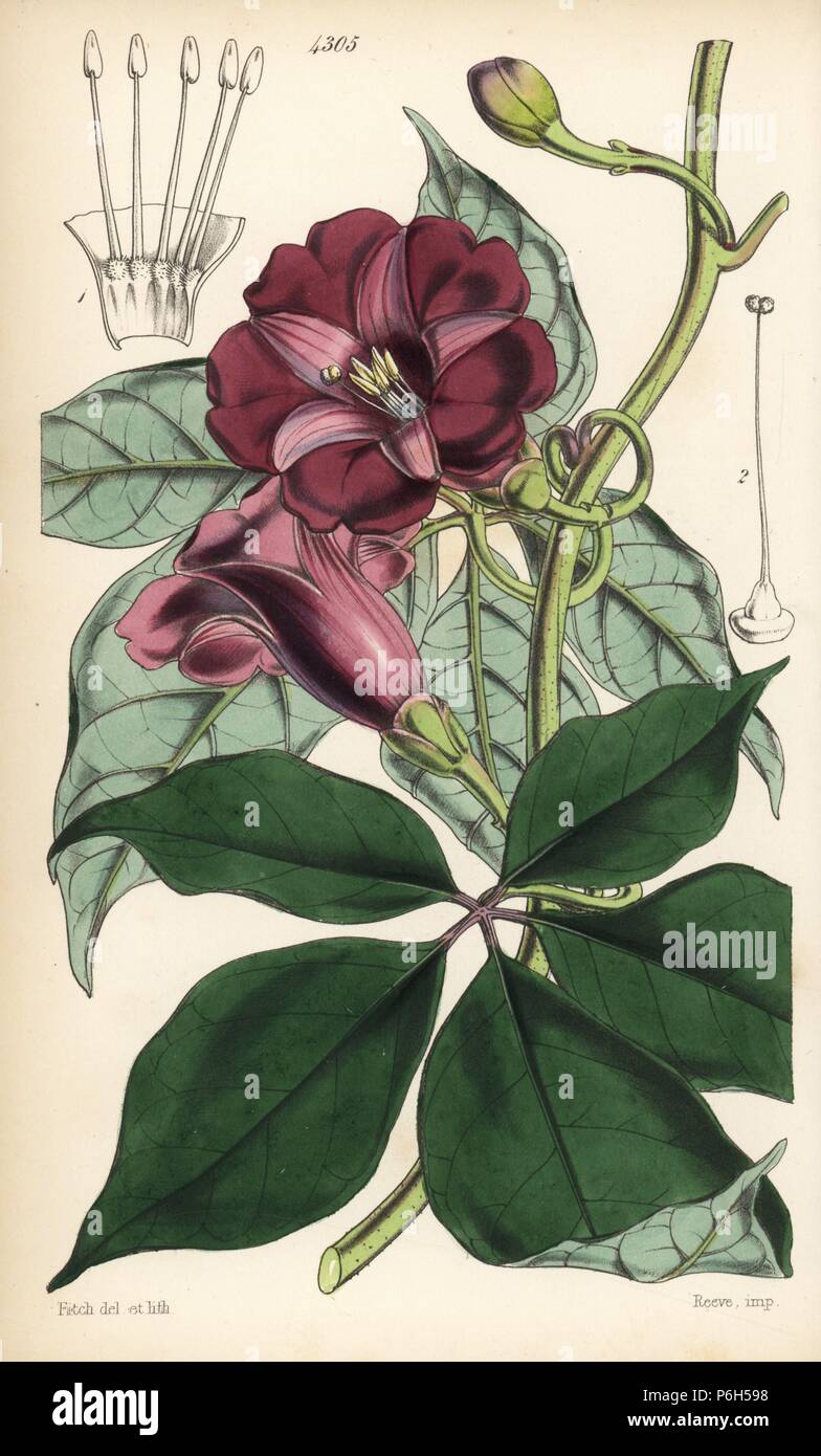 Handsome ipomaea, Ipomoea pulchella. Handcoloured botanical illustration drawn and lithographed by Walter Fitch from Sir William Jackson Hooker's 'Curtis's Botanical Magazine,' London, 1847. Stock Photo