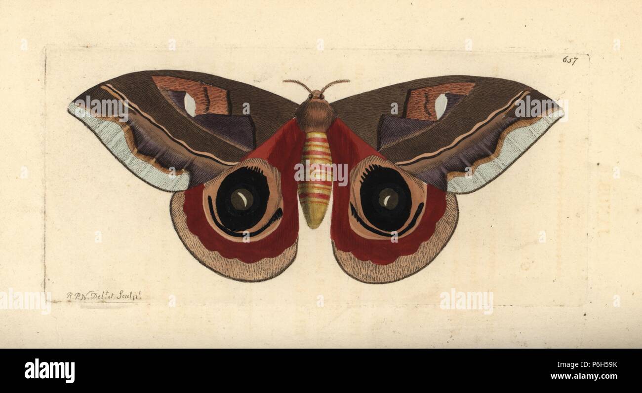 Automeris janus moth (Janus moth, Phalaena janus). Illustration drawn and engraved by Richard Polydore Nodder. Handcoloured copperplate engraving from George Shaw and Frederick Nodder's The Naturalist's Miscellany, London, 1804. Stock Photo