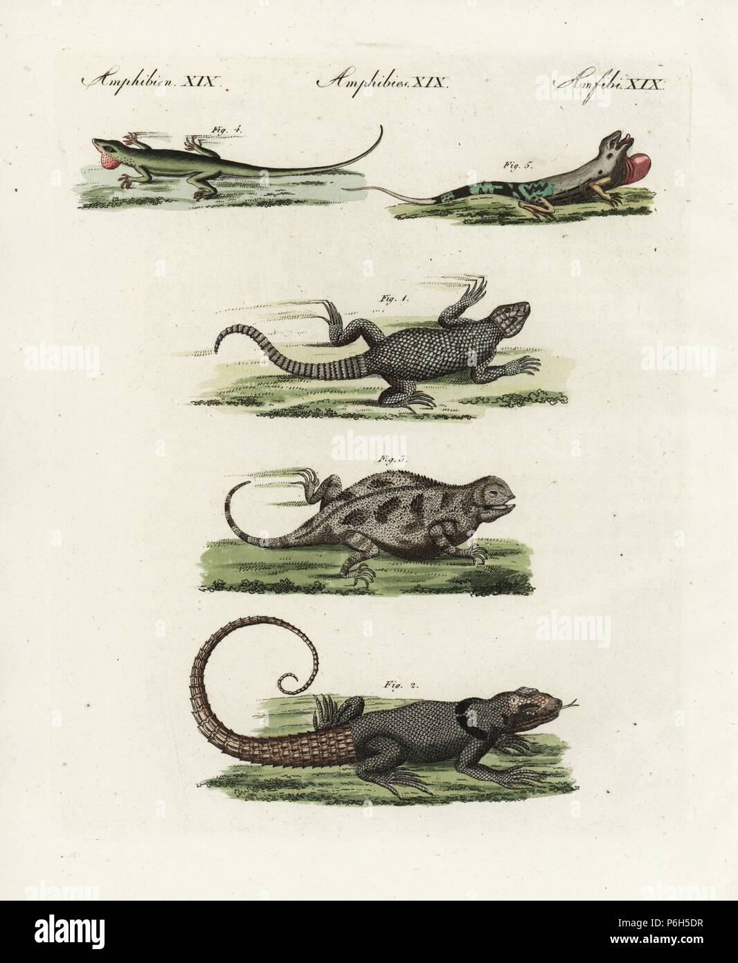 Cape girdled lizard, Cordylus cordylus 1, Cuvier's Madagascar swift, Oplurus cuvieri 2, mountain horned lizard, Phrynosoma orbiculare 3, Jamaican anole, Anolis garmani 4, and green anole, Anolis carolinensis 5. Handcoloured copperplate engraving from Friedrich Johann Bertuch's Bilderbuch fur Kinder (Picture Book for Children), Weimar, 1802. Stock Photo