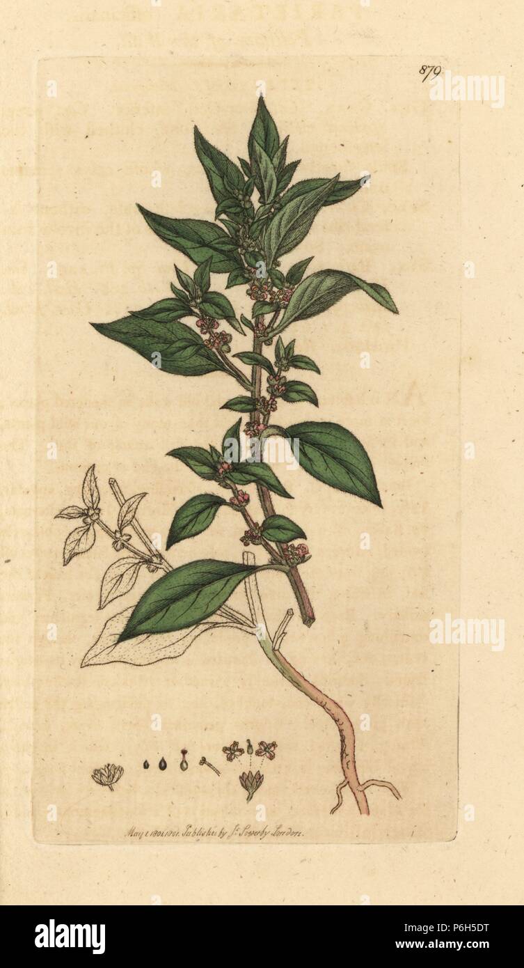 Pellitory of the wall, Parietaria officinalis. Handcoloured copperplate engraving after a drawing by James Sowerby for James Smith's English Botany, 1801. Stock Photo