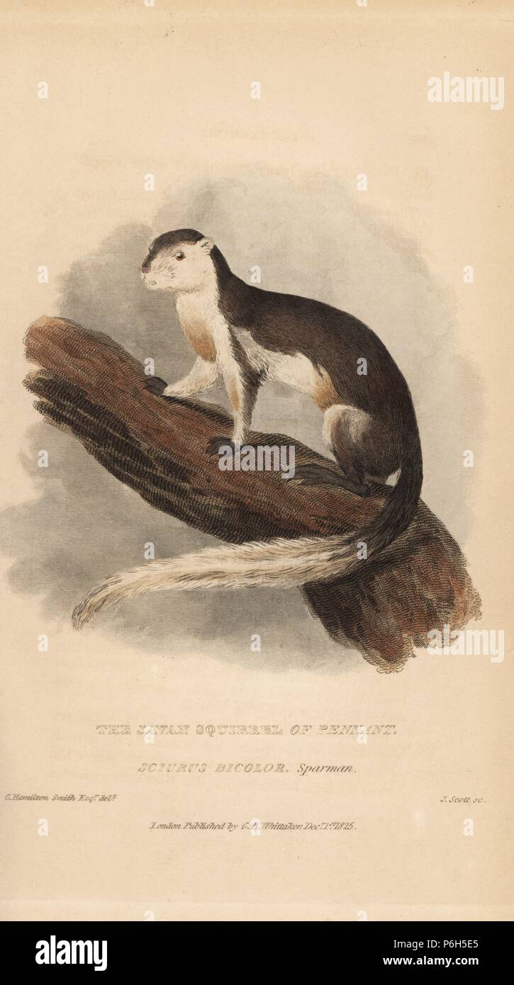 Black giant squirrel or Malayan giant squirrel, Ratufa bicolor. (Javan squirrel of Pennant, Sciurus bicolor).. Stock Photo