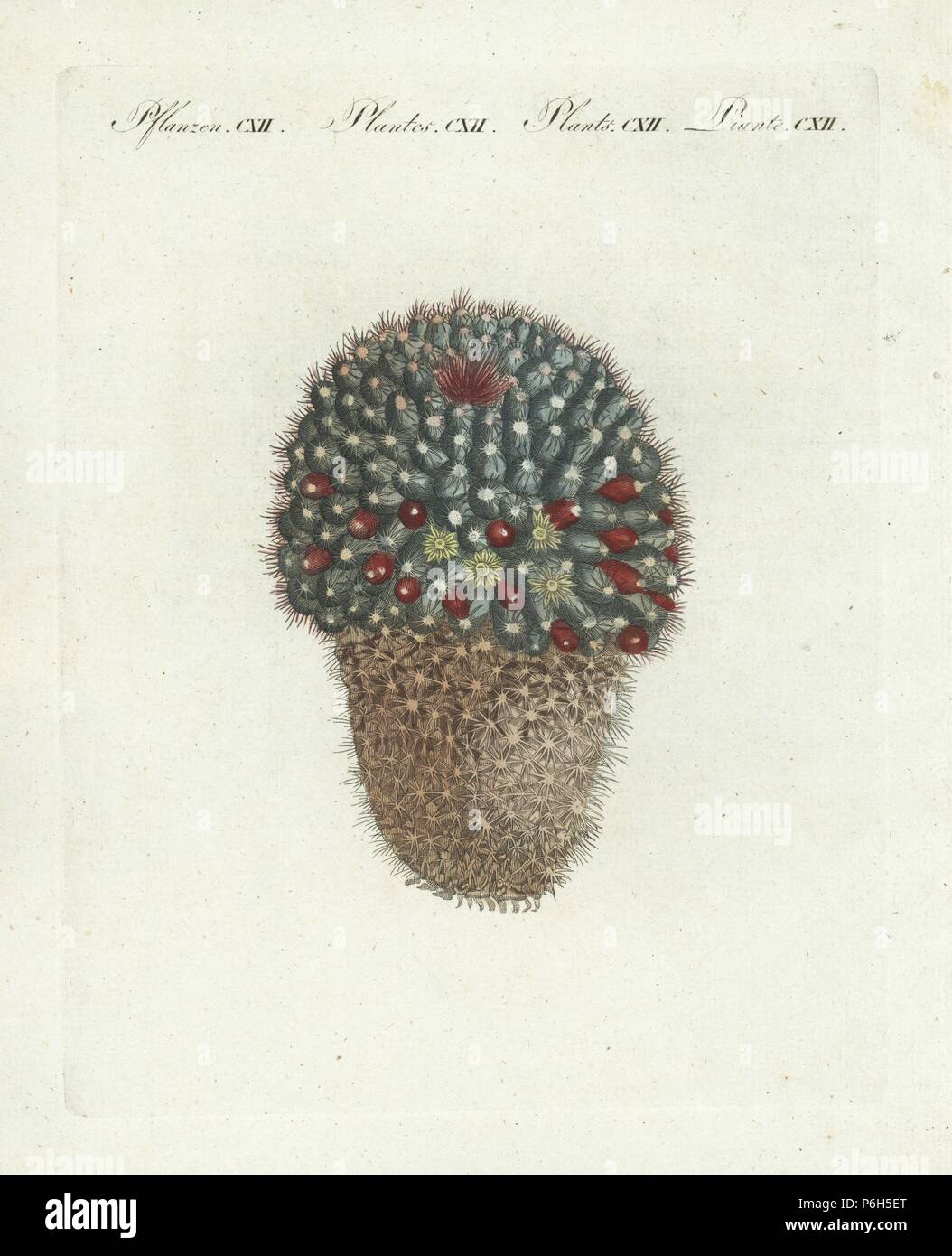 Woolly nipple cactus, Mammillaria mammillaris (Cactus mamillaris). Taken from a plate by Candolle and Redoute 'Plantarum Historia Succulentarum.' Handcoloured copperplate engraving from Bertuch's 'Bilderbuch fur Kinder' (Picture Book for Children), Weimar, 1807. Friedrich Johann Bertuch (1747-1822) was a German publisher and man of arts most famous for his 12-volume encyclopedia for children illustrated with 1,200 engraved plates on natural history, science, costume, mythology, etc., published from 1790-1830. Stock Photo