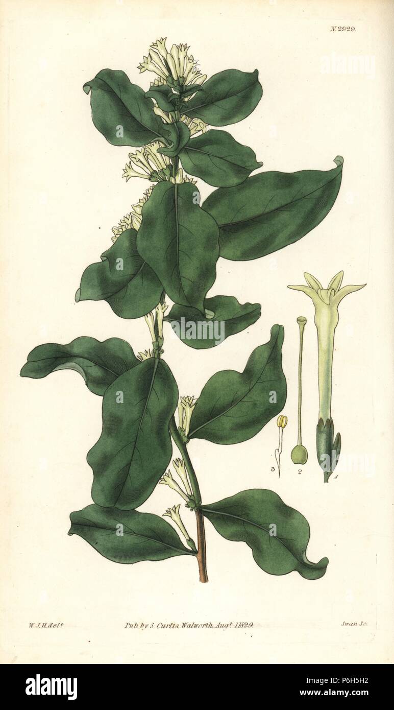Cestrum laurifolium (Alaternus-leaved cestrum, Cestrum alaternoides). Handcoloured copperplate engraving by Swan after an illustration by William Jackson Hooker from Samuel Curtis's 'Botanical Magazine,' London, 1829. Stock Photo