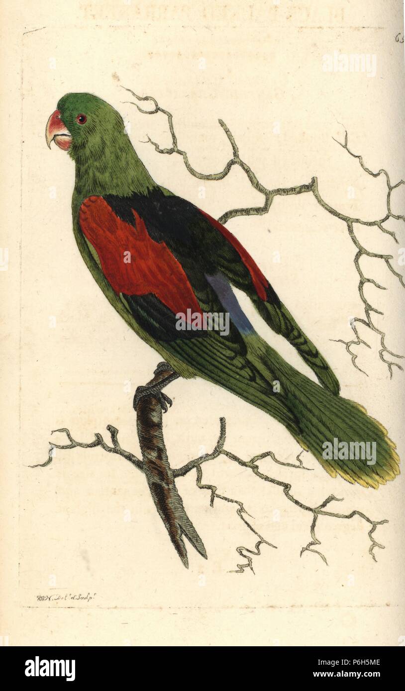 Brown-backed parrotlet, Touit melanonotus (Black-backed parrakeet, Psittacus melanotus). Illustration drawn and engraved by Richard Polydore Nodder. Handcoloured copperplate engraving from George Shaw and Frederick Nodder's The Naturalist's Miscellany, London, 1804. Stock Photo